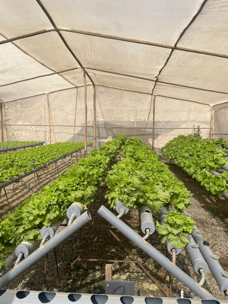 LECHUGA HIDROPÓNICA